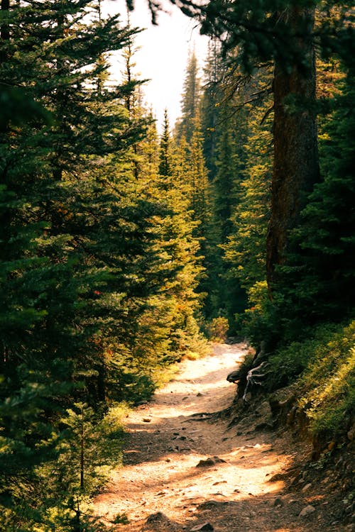 A trail through the woods with pine trees