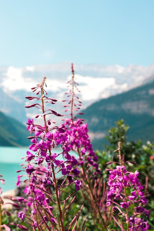 Purple flowers in front of a mountain lake