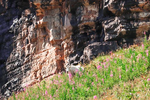 A goat is grazing on the side of a cliff