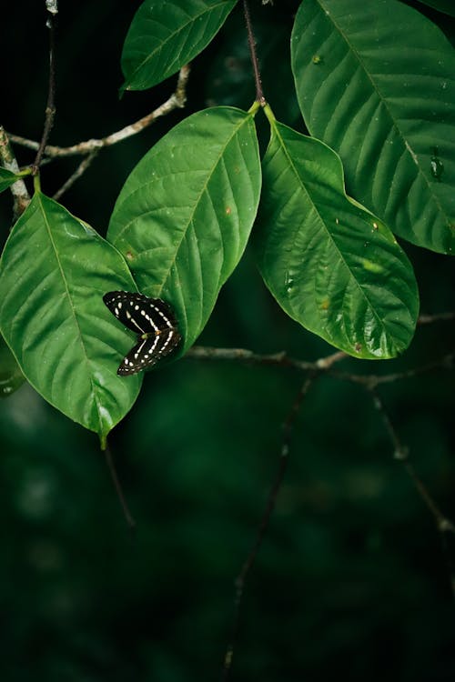 A butterfly on a leaf in the rainforest