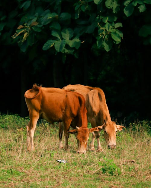 Two cows standing in a field eating grass