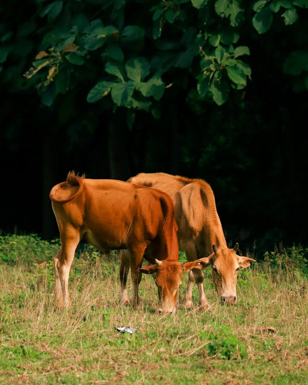 一群動物, 乾草地, 公牛 的 免费素材图片