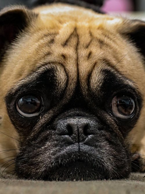 Foto profissional grátis de animal de estimação, cabeça, cachorro