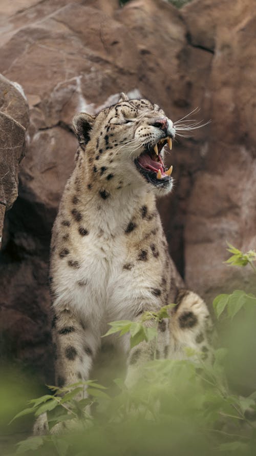 Foto d'estoc gratuïta de assegut, fotografia d'animals, lleopard de les neus