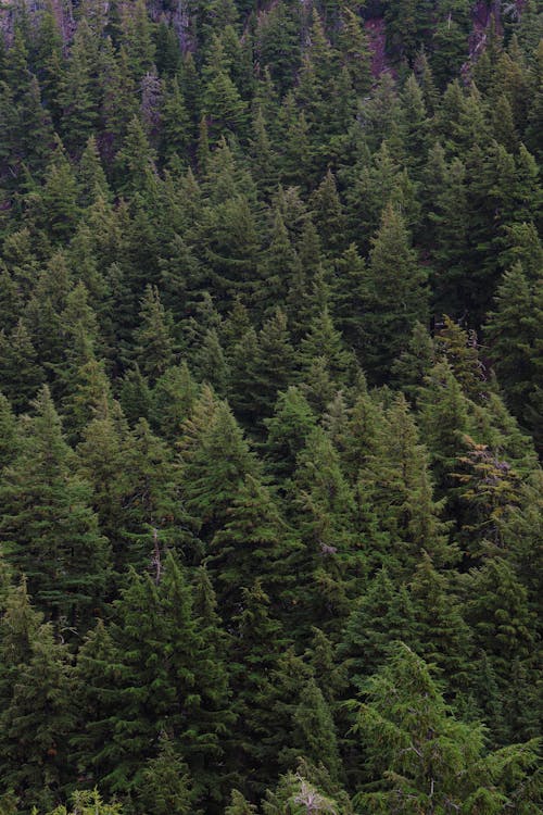 Kostnadsfri bild av natur, skog, trä