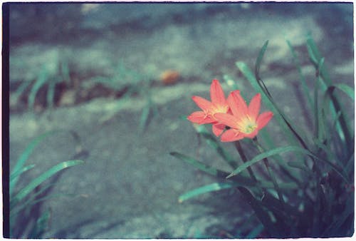 A flower is growing in the grass next to a stone