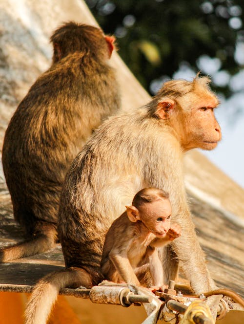 A monkey and its baby are sitting on a roof