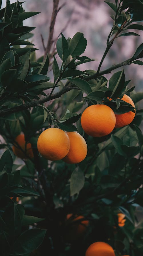 Oranges on a tree with leaves and branches