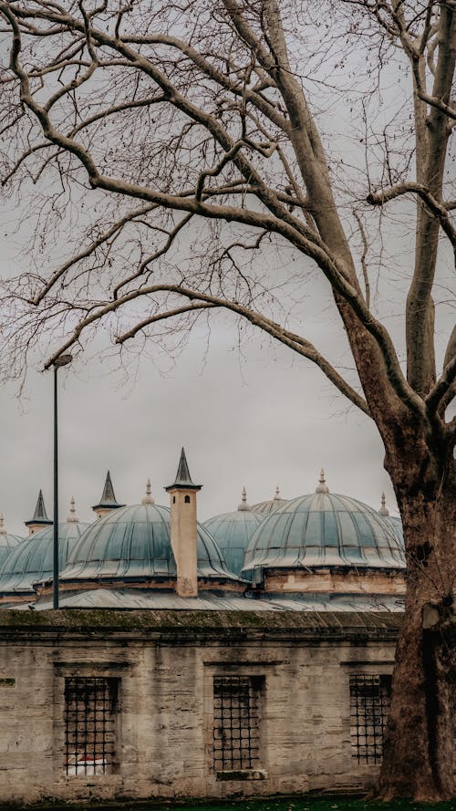 A tree in front of a building with domes