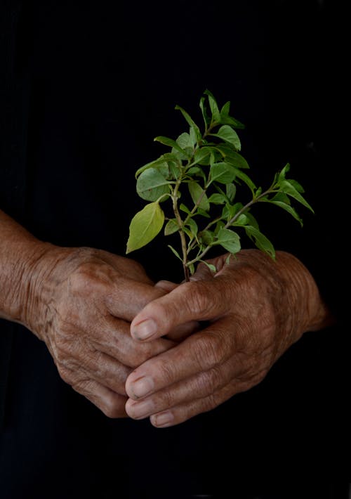 A person holding a plant in their hands