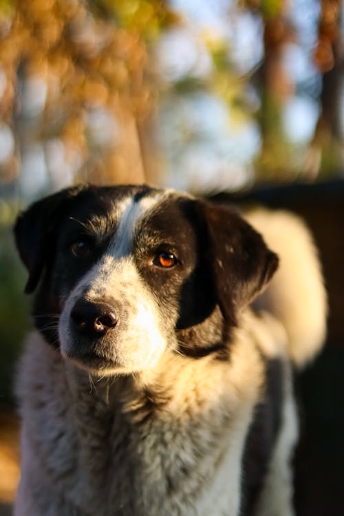 Fotobanka s bezplatnými fotkami na tému biela kožušina, čierna kožušina, domáce zviera