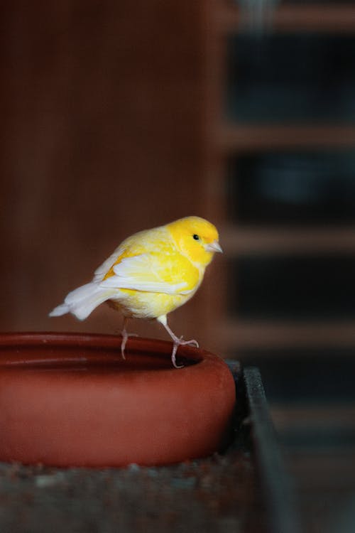 귀여운, 깃털, 노란색의 무료 스톡 사진