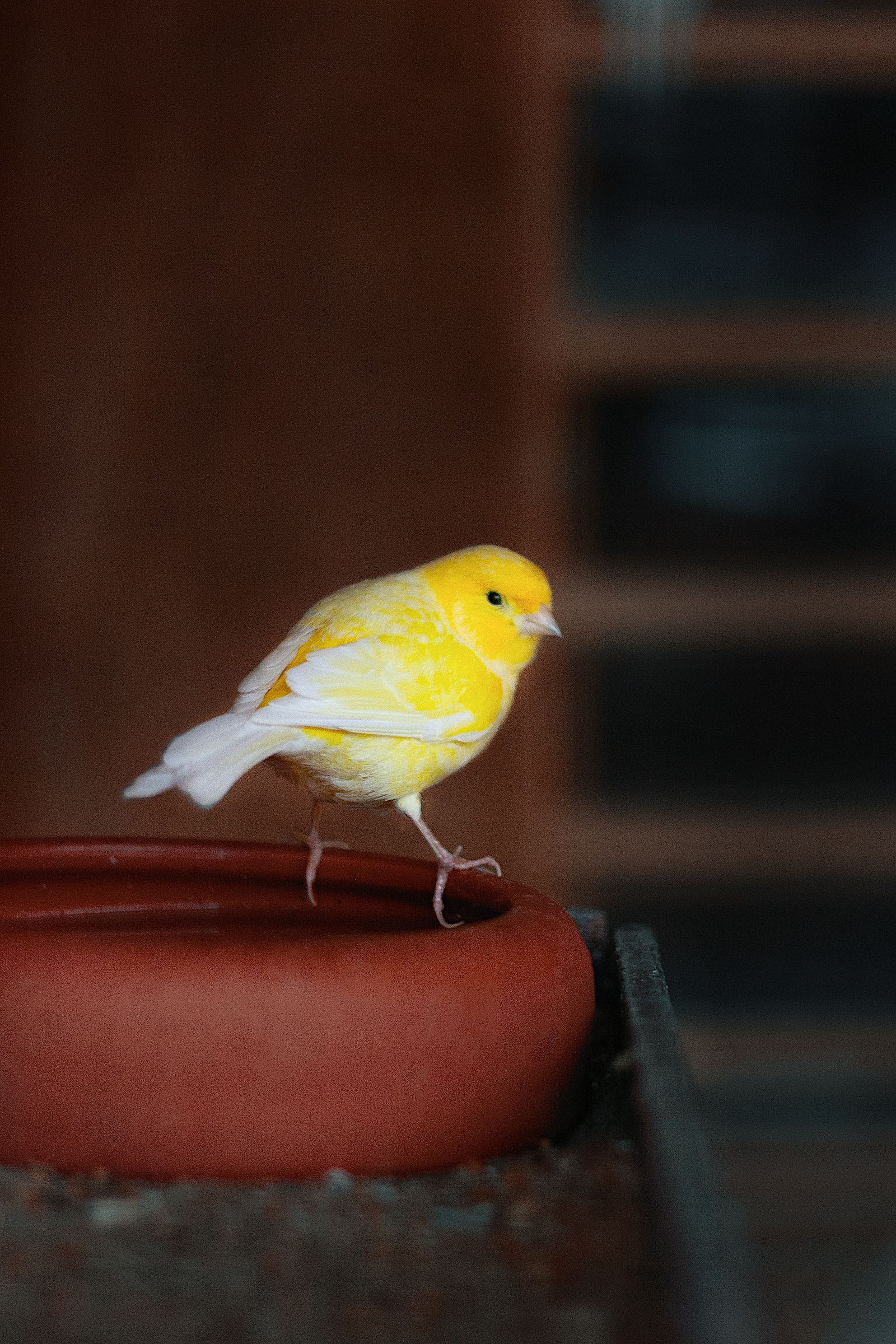 Canary Bird Photos, Download The BEST Free Canary Bird Stock Photos ...