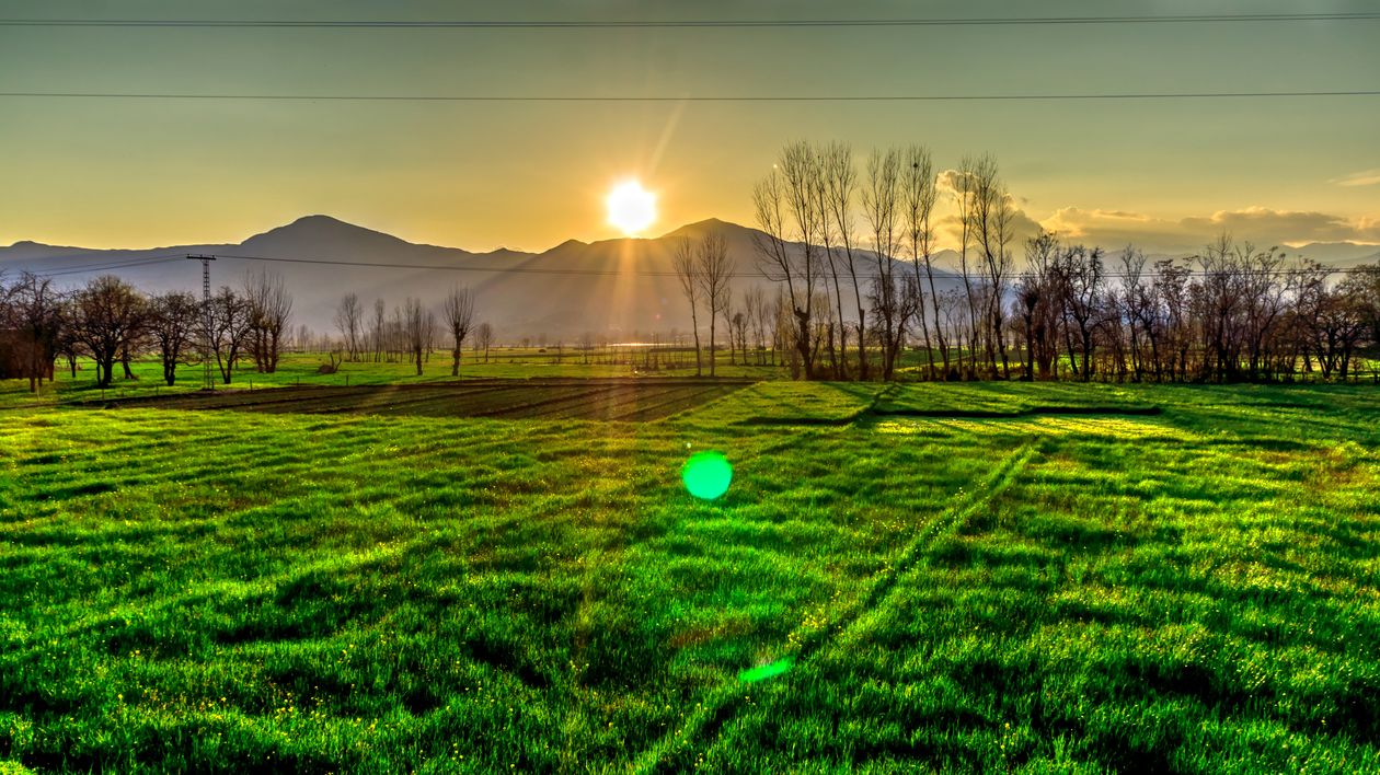 Lush green farmland at golden hour