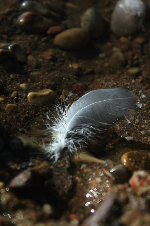 Free Close-up of a delicate feather lying amidst rocks in a stream. Stock Photo