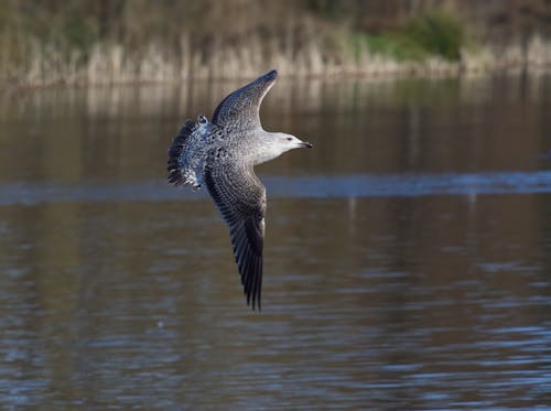 Photos gratuites de faune, fleuve, lac