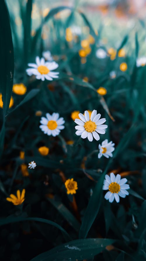 꽃, 노란 꽃, 섬세한의 무료 스톡 사진