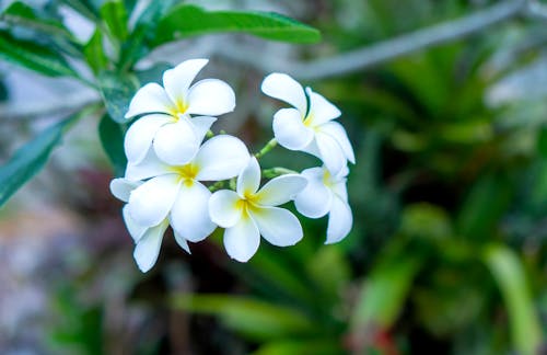 çiçek, güzel çiçek, tropik içeren Ücretsiz stok fotoğraf