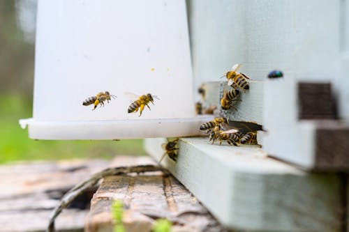 Bees are gathering around a white container