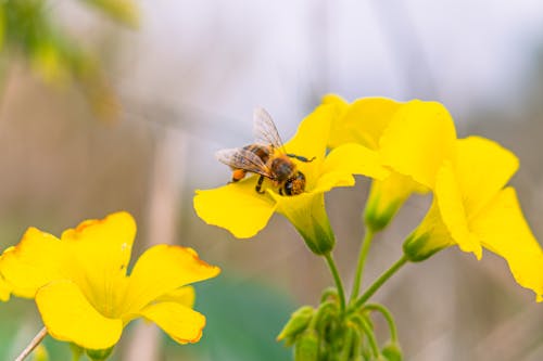 A bee is on a yellow flower