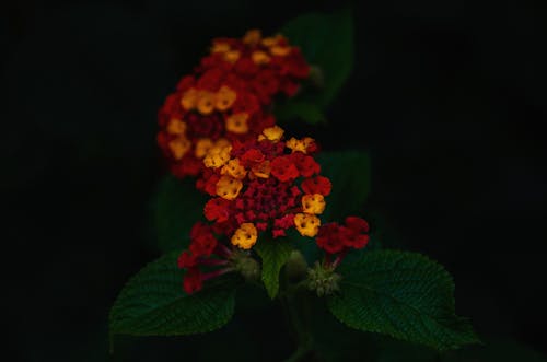 Kostnadsfri bild av blomfotografi, blommor, botaniska