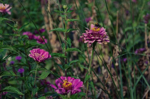 Free stock photo of beautiful flower, bee, bloom