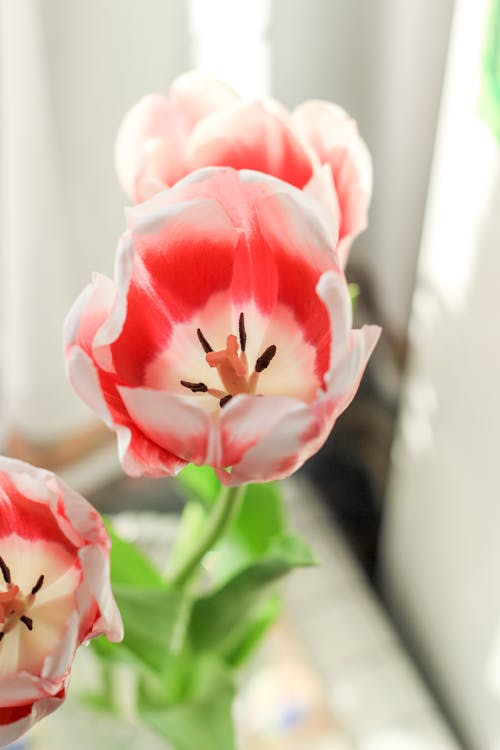A vase with two red and white tulips in it