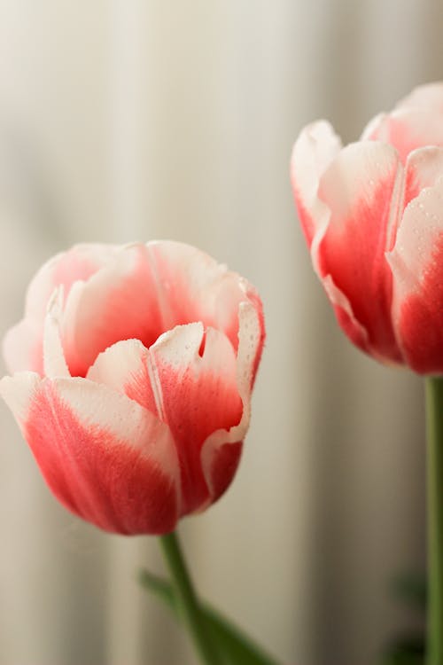 Two pink and white tulips are in a vase