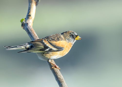 Immagine gratuita di animale, avvicinamento, fauna selvatica