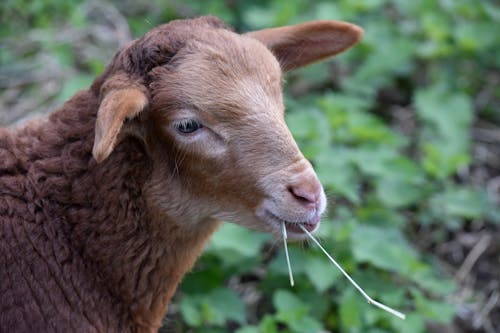 Základová fotografie zdarma na téma baby ovce, dívání, divočina