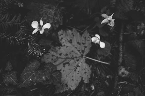 Free stock photo of autumn forest, autumn mood forest, black amp white