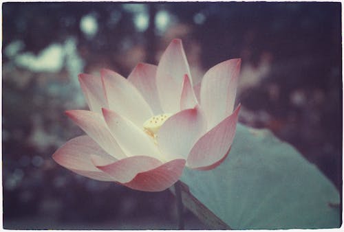 Gratis lagerfoto af 'indian lotus', blomst, kronblade