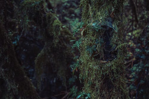 A moss covered tree in the woods