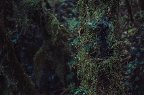 Moss in a Jungle 