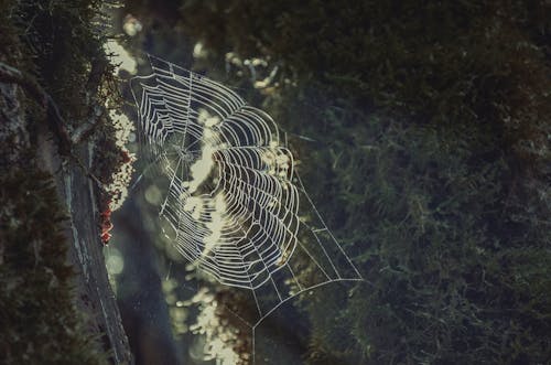 A spider web is seen in the woods