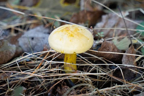 A yellow mushroom is sitting in the middle of the ground