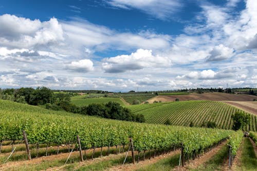 คลังภาพถ่ายฟรี ของ toscana, winegrowing, การท่องเที่ยว