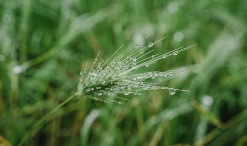Free Close-up of fresh wheat grass with dew drops glistening in the morning light. Stock Photo