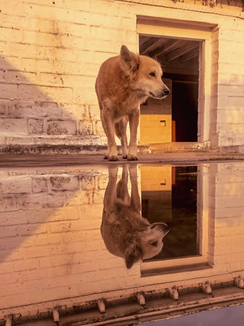 A dog standing in front of a building with a reflection