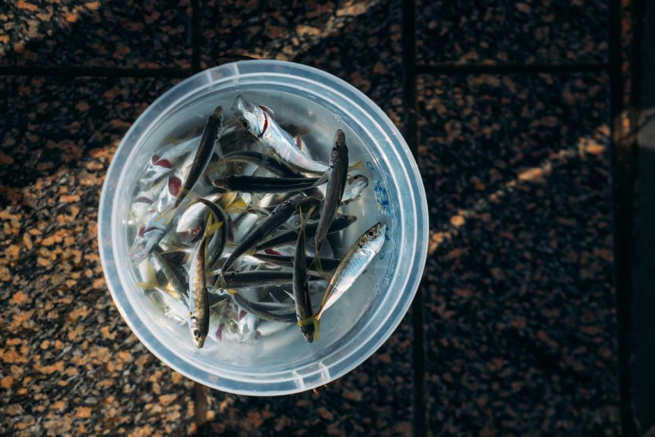 釣り上げたハゼをバケツに入れた釣果写真