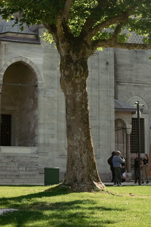 Darmowe zdjęcie z galerii z architektura rzymska, duże drzewo, kamienny budynek