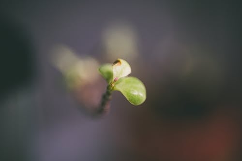 Fotos de stock gratuitas de brotar, enfoque selectivo, flor