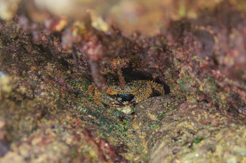 A small crab is hiding in a hole