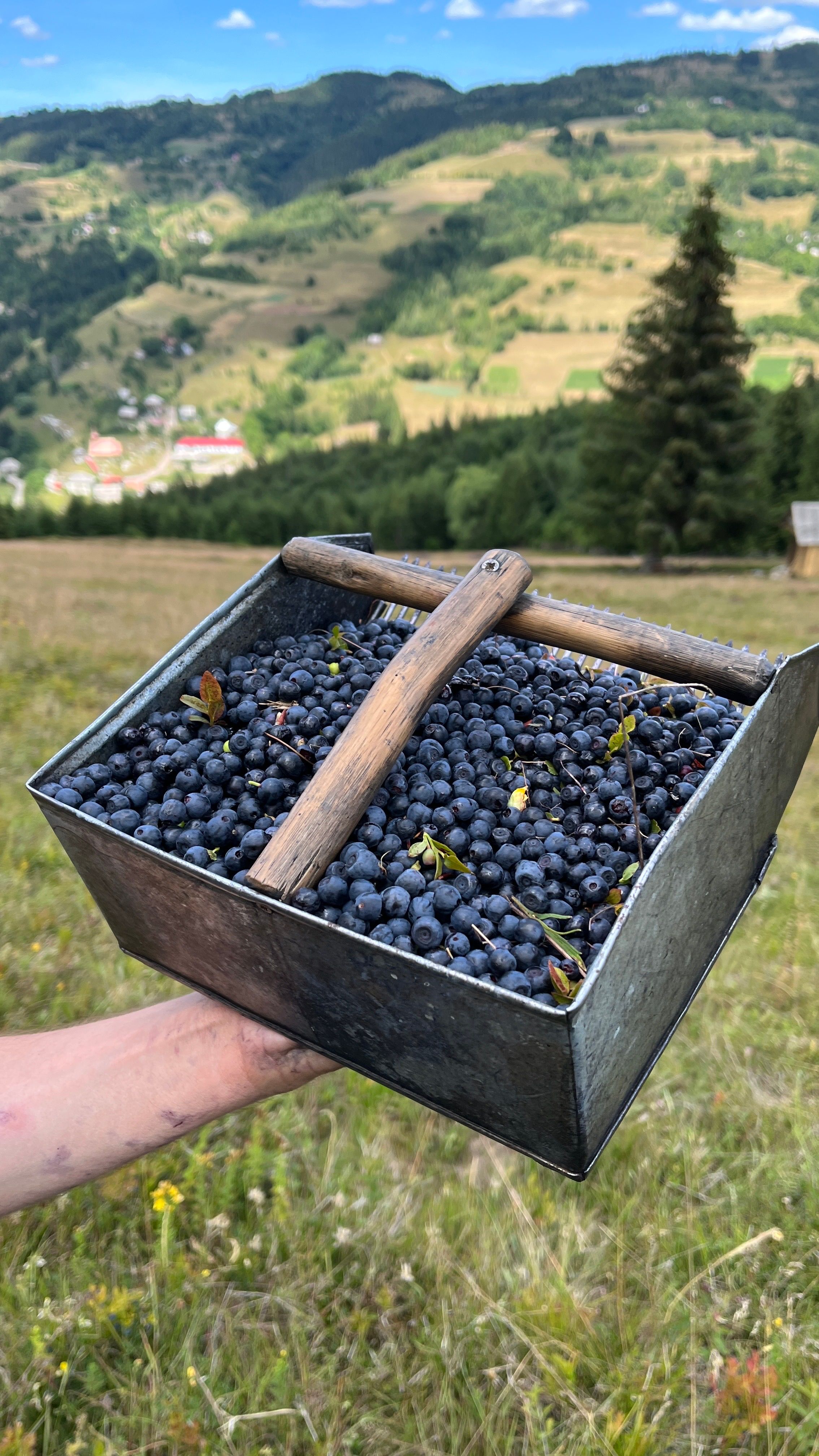 A box of freshly picked blueberries held up against a scenic rural backdrop.