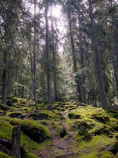 A forest with moss and trees in the middle