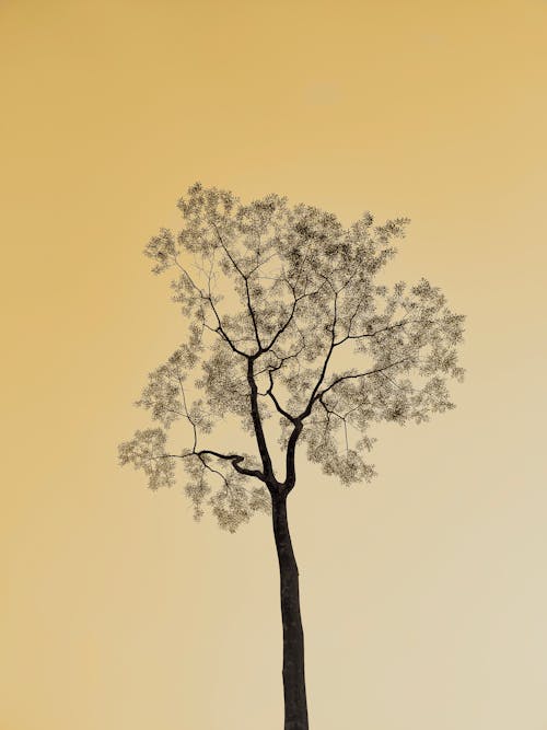Immagine gratuita di albero, arte asiatica, calma