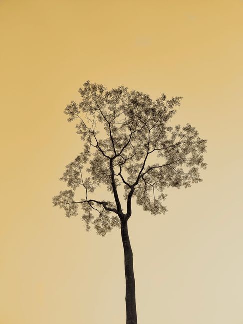 A tranquil silhouette of a leafless tree against a yellow background, evoking calmness.