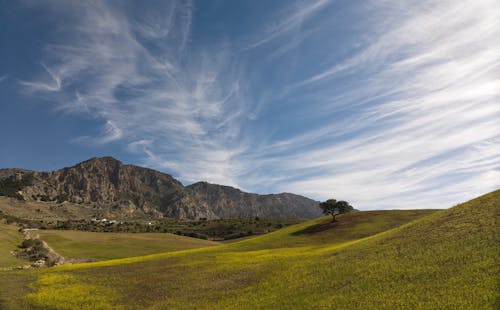 El árbol, la sierra y el cielo