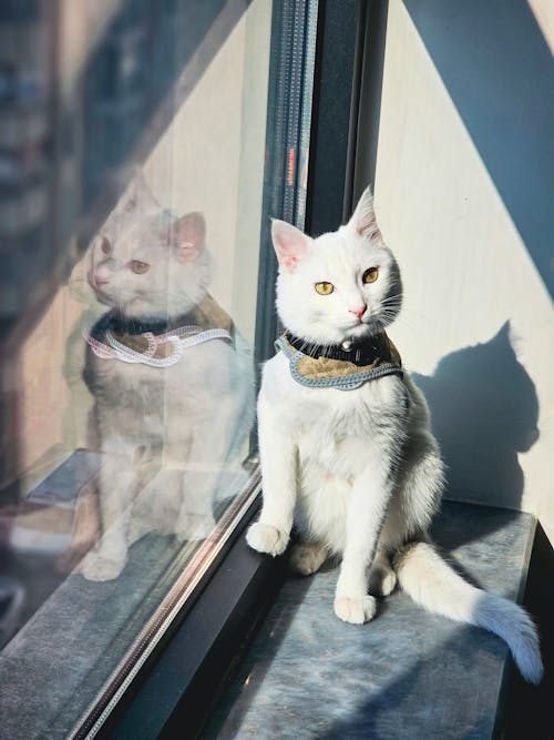 A white cat sitting on a window sill