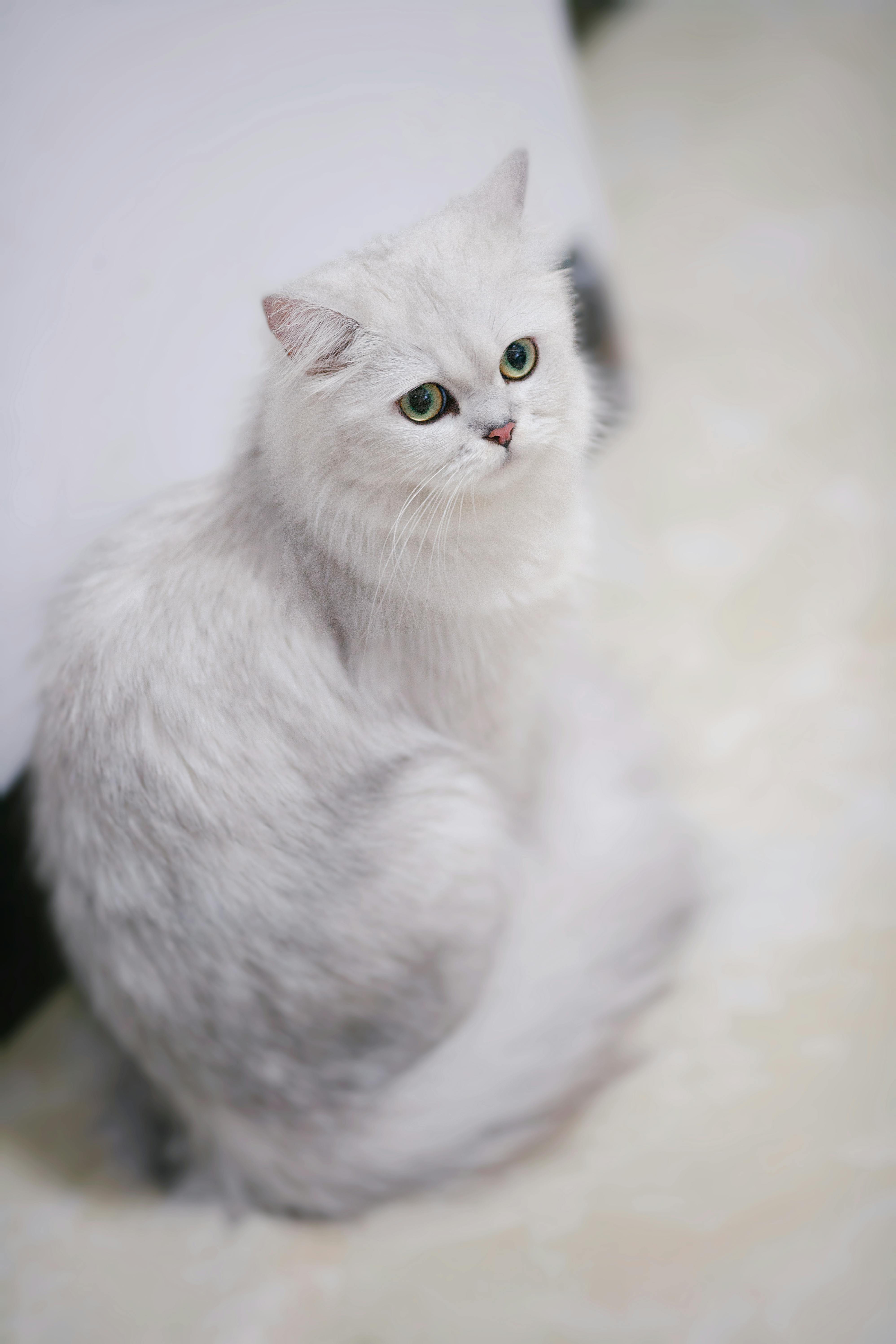 Beautiful white Persian cat with fluffy fur sitting on a floor indoors, captured in a vertical shot.